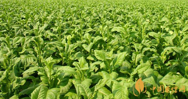 煙草行業發展前景怎么樣 2020煙草行業發展預測