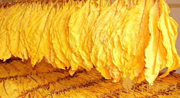 混合煙和烤煙有什么區別 混合煙和烤煙哪個危害更大