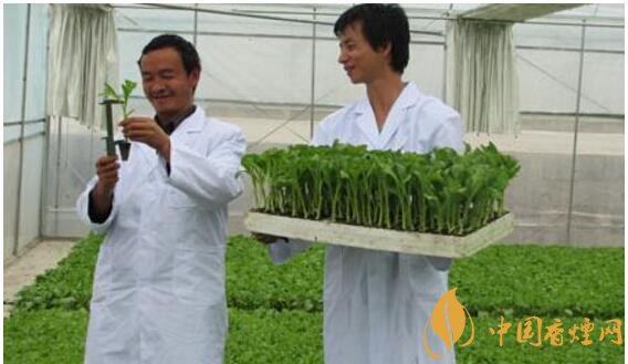 煙草專(zhuān)業(yè)大學(xué)排名,煙草專(zhuān)業(yè)就業(yè)前景好