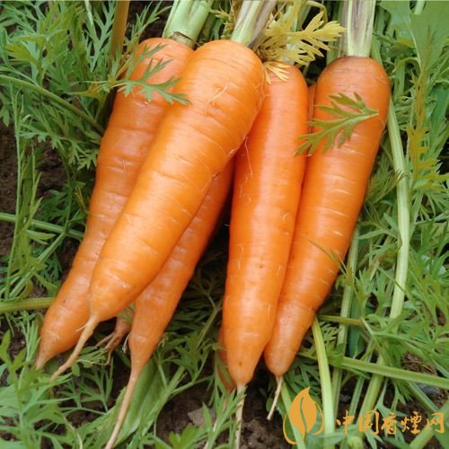 預防抽煙得肺癌,這些食物降低抽煙傷害