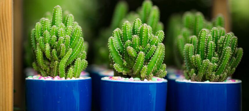 家里有抽煙的養什么花好 吸煙的花草都有什么（7種）