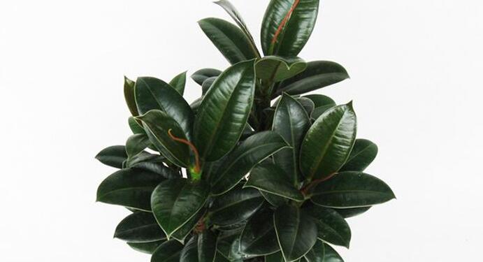 吸煙樹是什么樣的 吸煙家庭最適合養的樹(橡皮樹)