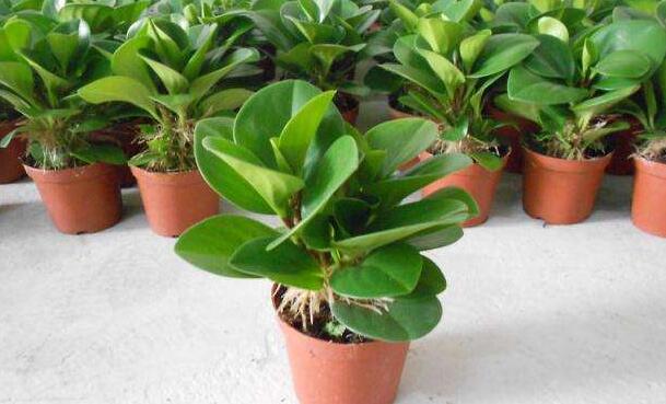 吸煙王植物的養殖方法 吸煙王植物圖片