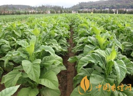 湖南瀏陽煙草局依托G80烤煙特色品種為煙農(nóng)創(chuàng)收9375萬元!