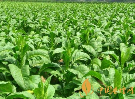 煙草可以一年兩作 煙草種植的關(guān)鍵因素介紹！